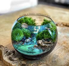 Attēlu rezultāti vaicājumam “Callicladium haldanianum”