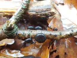 Attēlu rezultāti vaicājumam “Exidia truncata”