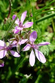 Attēlu rezultāti vaicājumam “Erodium cicutarium”