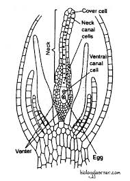 Attēlu rezultāti vaicājumam “Sphagnum teres”