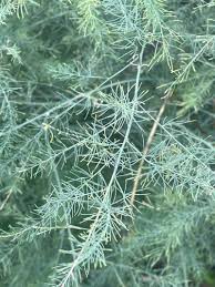 Attēlu rezultāti vaicājumam “Asparagus officinalis leaf”