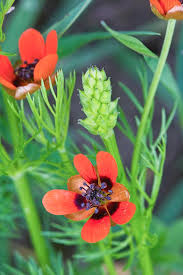 Image result for Adonis aestivalis