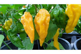 Afbeeldingsresultaat voor yellow fratali hot pepper