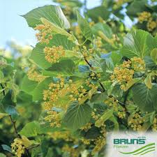 Attēlu rezultāti vaicājumam “Tilia platyphyllos subsp. cordifolia flower”
