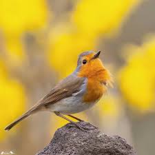 Image result for Erithacus rubecula