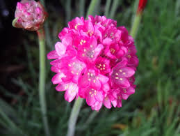 Image result for Grasnelke