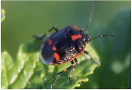 Attēlu rezultāti vaicājumam “Eurydema oleracea imago”