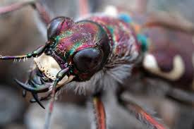 Attēlu rezultāti vaicājumam “Cicindela maritima”