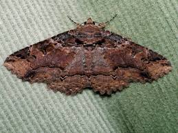 Attēlu rezultāti vaicājumam “Diarsia florida”