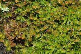 Attēlu rezultāti vaicājumam “Lophozia longidens”