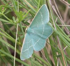 Attēlu rezultāti vaicājumam “Chlorissa viridata”