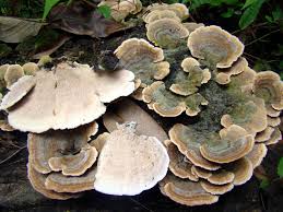 Attēlu rezultāti vaicājumam “Trichaptum abietinum”