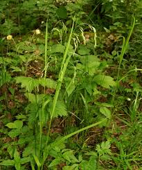 Attēlu rezultāti vaicājumam “Glyceria lithuanica”