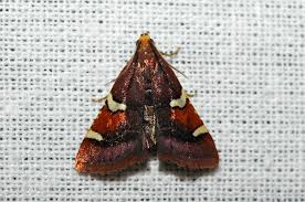 Attēlu rezultāti vaicājumam “Pyralis regalis”