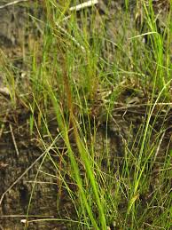 Attēlu rezultāti vaicājumam “Eleocharis quinqueflora”