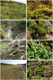 Attēlu rezultāti vaicājumam “Rhabdoweisia fugax sporophyte”