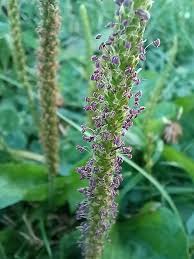 Attēlu rezultāti vaicājumam “Plantago major flower”
