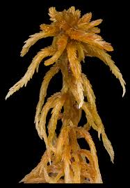 Attēlu rezultāti vaicājumam “Sphagnum fuscum”