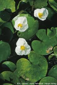 Attēlu rezultāti vaicājumam “Hydrocharis morsus-ranae flower”