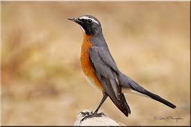 Image result for Irania gutturalis