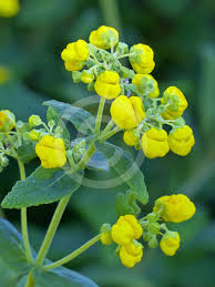 Image result for Calceolaria integrifolia