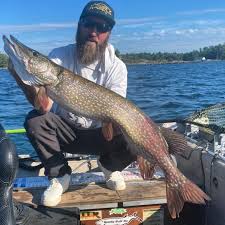 Image result for Esox masquinongy