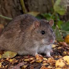 Attēlu rezultāti vaicājumam “Rattus norvegicus”