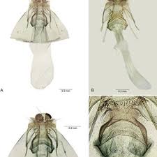 Attēlu rezultāti vaicājumam “Tischeria complanella larva”