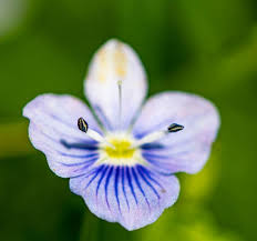 Attēlu rezultāti vaicājumam “Veronica agrestis flower”