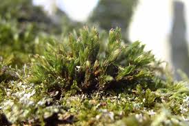 Attēlu rezultāti vaicājumam “Orthotrichum speciosum”