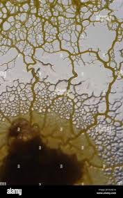 Attēlu rezultāti vaicājumam “Physarum viride macro”