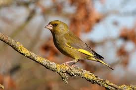 Attēlu rezultāti vaicājumam “Chloris chloris male”
