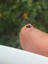 Attēlu rezultāti vaicājumam “Ephemeroptera”