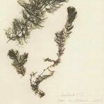 Attēlu rezultāti vaicājumam “Ceratophyllum submersum leaf”