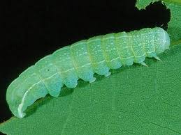 Attēlu rezultāti vaicājumam “Orthosia miniosa imago”