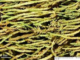 Attēlu rezultāti vaicājumam “Pseudoleskeella nervosa”