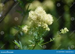 Attēlu rezultāti vaicājumam “Thalictrum lucidum flower”