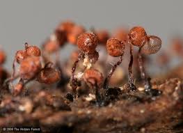 Attēlu rezultāti vaicājumam “Cribraria rubiginosa stalked”