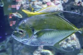 Image result for Caranx ignobilis
