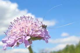 Attēlu rezultāti vaicājumam “Nemophora metallica”