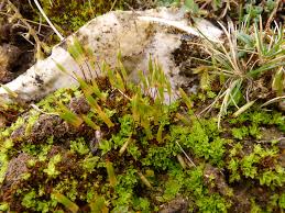 Attēlu rezultāti vaicājumam “Encalypta”