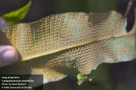 Attēlu rezultāti vaicājumam “Campylophyllum sommerfeltii”
