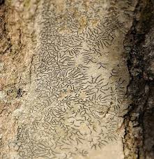 Attēlu rezultāti vaicājumam “Graphis scripta”