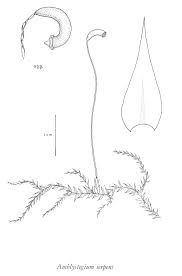 Attēlu rezultāti vaicājumam “Amblystegium serpens sporophyte”