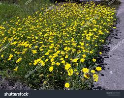 Image result for Chrysanthemum segetum