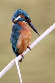 Attēlu rezultāti vaicājumam “Alcedo atthis adult”