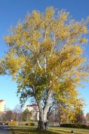 Attēlu rezultāti vaicājumam “Populus x berolinensis”