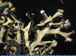 Attēlu rezultāti vaicājumam “Hypogymnia vittata”