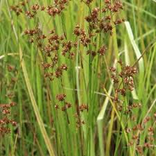 Attēlu rezultāti vaicājumam “Juncus articulatus”