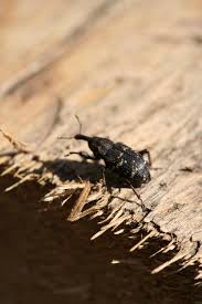 Attēlu rezultāti vaicājumam “Hylobius abietis”